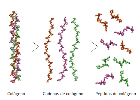 🧬 Colágeno, Colágeno Hidrolizado y Péptidos de Colágeno: ¿Cuál es la diferencia real?